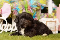 HAVARTI, a female Cavalier King Charles Spaniel and Shichon for sale in Lake Mills, IA – Photo 2 of 3
