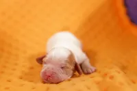 processed/2591c545-fb02-4cb5-b864-def449bf5d1b/listing/4bcfad3e-5a54-4067-822d-3aee0795fd83/13a63823-f5ea-4169-a347-ce77ea93080a