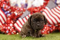 CHANGE, a female Puggle for sale in Lake Mills, IA – 2 of 3