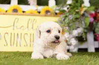 BARNEY, a male Schnoodle for sale in Lake Mills, IA – 4 of 5