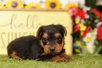MOLECULE, a male Yorkshire Terrier for sale in Lake Mills, IA – 3 of 3