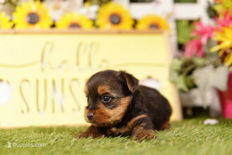 INDEPENDENCE – Yorkshire Terrier puppy for sale in Lake Mills, IA