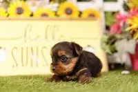 INDEPENDENCE, a male Yorkshire Terrier for sale in Lake Mills, IA – 1 of 3