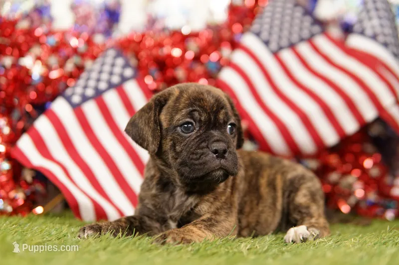 REFORM – Puggle puppy for sale in Lake Mills, IA