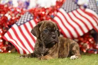 REFORM, a female Puggle for sale in Lake Mills, IA – 1 of 3