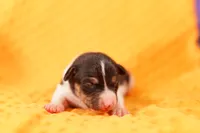 URSALA, a female Rat Terrier for sale in Lake Mills, IA – 2 of 4