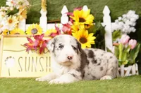 COUPE, a male Old English Sheepdog and Great Dane for sale in Lake Mills, IA – Photo 3 of 3