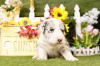 COUPE, a male Old English Sheepdog and Great Dane for sale in Lake Mills, IA – Photo 2 of 3