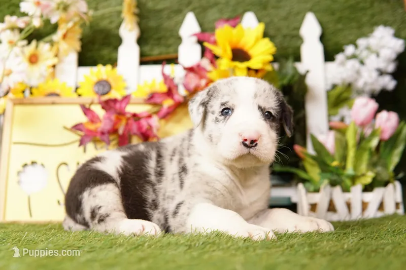 COUPE – Old English Sheepdog, Great Dane puppy for sale in Lake Mills, IA