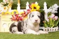 COUPE, a male Old English Sheepdog and Great Dane for sale in Lake Mills, IA – Photo 1 of 3