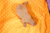 processed/2591c545-fb02-4cb5-b864-def449bf5d1b/listing/5272e431-6c72-42d1-9f7b-3e60f60ac235/4204d731-7b41-4d21-953e-93e01a410bab