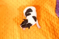 ROSS, a male Rat Terrier for sale in Lake Mills, IA – 2 of 4
