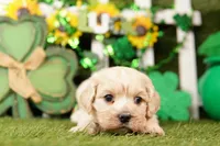 FLASK, a female Cockapoo for sale in Lake Mills, IA – Photo 3 of 3