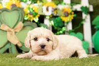 FLASK, a female Cockapoo for sale in Lake Mills, IA – Photo 2 of 3
