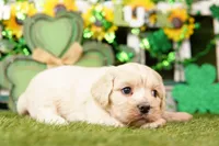 FLASK, a female Cockapoo for sale in Lake Mills, IA – Photo 1 of 3