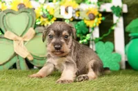 PIPER, a male Miniature Schnauzer for sale in Lake Mills, IA – Photo 3 of 3