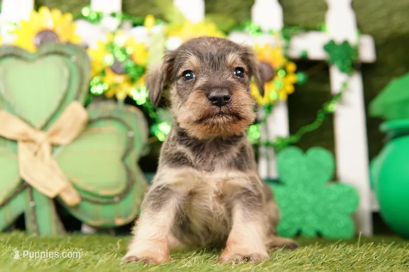 PIPER – Miniature Schnauzer puppy for sale in Lake Mills, IA