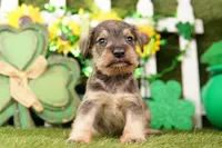 PIPER, a male Miniature Schnauzer for sale in Lake Mills, IA – Photo 1 of 3