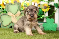 PIPER, a male Miniature Schnauzer for sale in Lake Mills, IA – Photo 2 of 3