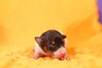RACHEL, a female Rat Terrier for sale in Lake Mills, IA – 3 of 4