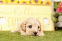 NEPHEW, a male French Bulldog and Cocker Spaniel for sale in Lake Mills, IA – 3 of 3