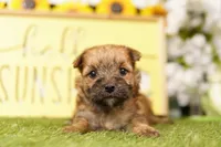 TARIFF, a female Morkie for sale in Lake Mills, IA – 3 of 3