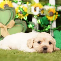 GLASS, a male Cockapoo for sale in Lake Mills, IA – Photo 1 of 3