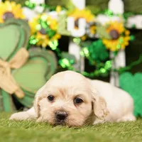 GLASS, a male Cockapoo for sale in Lake Mills, IA – Photo 3 of 3