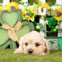 GLASS, a male Cockapoo for sale in Lake Mills, IA – Photo 2 of 3