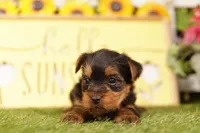 FREEDOM, a male Yorkshire Terrier for sale in Lake Mills, IA – 2 of 3