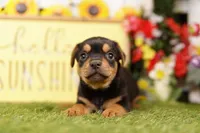 STRIPE, a male Chihuahua and Yorkshire Terrier for sale in Lake Mills, IA – 3 of 3