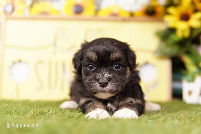 KESTREL – Havanese puppy for sale in Lake Mills, IA
