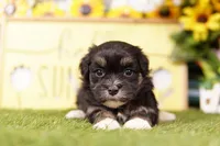 KESTREL, a female Havanese for sale in Lake Mills, IA – 1 of 3
