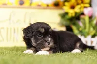 KESTREL, a female Havanese for sale in Lake Mills, IA – 2 of 3