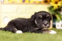 KESTREL, a female Havanese for sale in Lake Mills, IA – 3 of 3