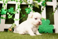 GREEN BEAN, a male Havanese for sale in Lake Mills, IA – Photo 3 of 3