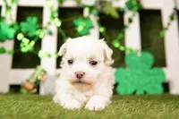 GREEN BEAN, a male Havanese for sale in Lake Mills, IA – Photo 1 of 3
