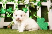 GREEN BEAN, a male Havanese for sale in Lake Mills, IA – Photo 2 of 3