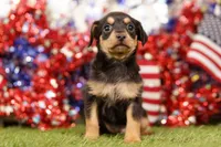 WARM, a male Chipoo for sale in Lake Mills, IA – 2 of 3