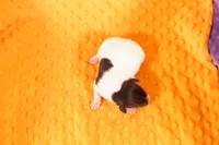 MONICA, a female Rat Terrier for sale in Lake Mills, IA – 2 of 2