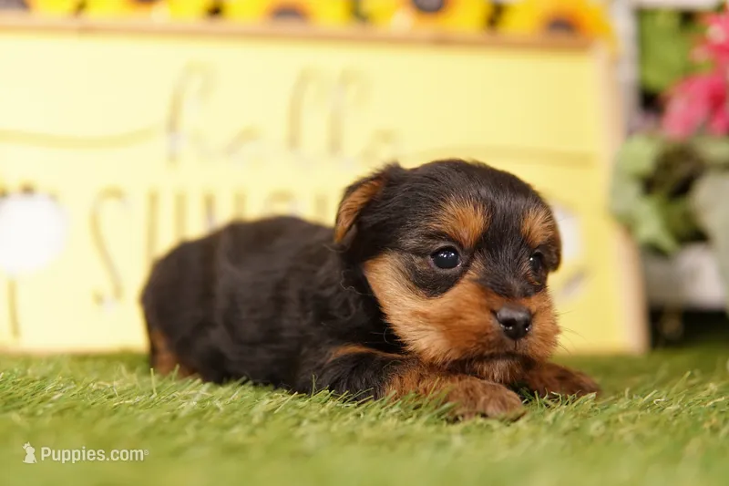LIBERTY – Yorkshire Terrier puppy for sale in Lake Mills, IA