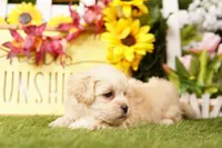 VALENTINE, a female Shichon for sale in Lake Mills, IA – 3 of 3