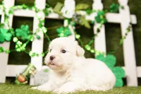 PORT, a female Shichon for sale in Lake Mills, IA – Photo 2 of 3