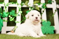 PORT, a female Shichon for sale in Lake Mills, IA – Photo 1 of 3