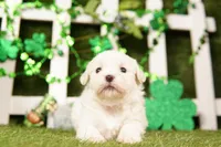 PORT, a female Shichon for sale in Lake Mills, IA – Photo 3 of 3