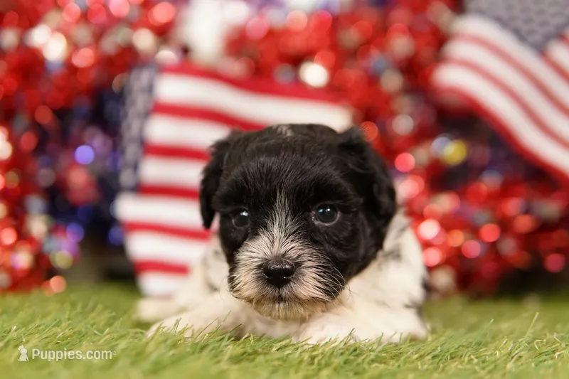 PROCRASTINATE – Havapoo puppy for sale in Lake Mills, IA