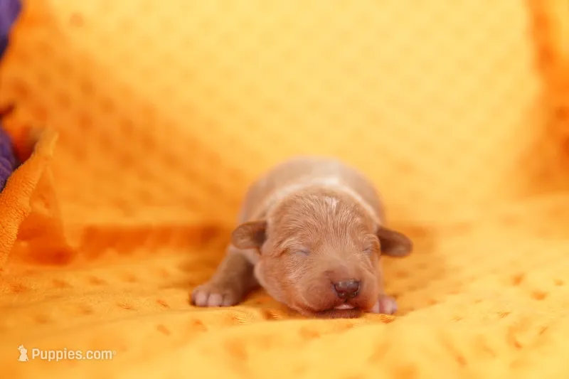 STREAM – Schnoodle puppy for sale in Lake Mills, IA