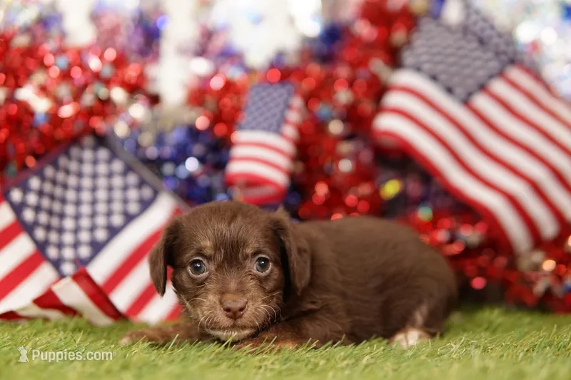 HUMID – Chipoo puppy for sale in Lake Mills, IA