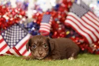 HUMID, a female Chipoo for sale in Lake Mills, IA – 1 of 3