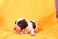 TRIDENT, a male Poodle - Miniature  for sale in Lake Mills, IA – 2 of 2